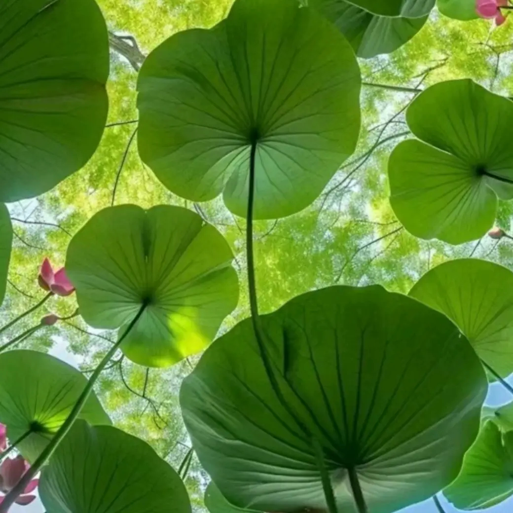 皇马核心球员转会传闻：曼联追逐与皇马正面回应